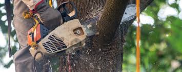 Best Soil Testing and Treatment  in Catlettsburg, KY