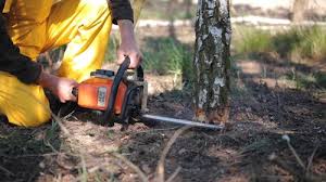 How Our Tree Care Process Works  in  Catlettsburg, KY