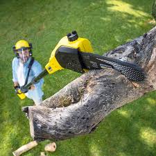 Best Tree Risk Assessment  in Catlettsburg, KY