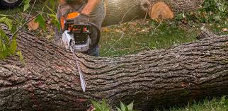 Best Weed Control  in Catlettsburg, KY