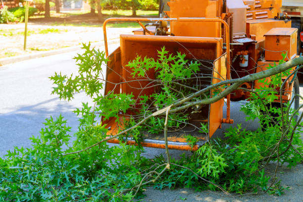 Best Stump Grinding and Removal  in Catlettsburg, KY