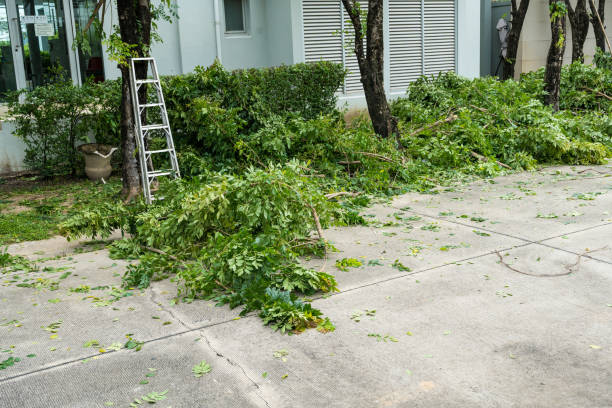 Best Tree Health Inspection  in Catlettsburg, KY