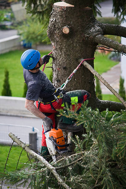 Best Tree Mulching  in Catlettsburg, KY
