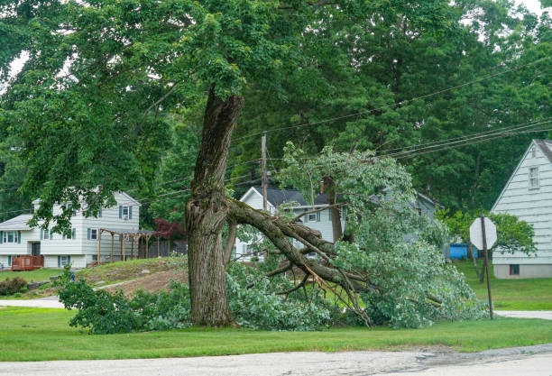 Best Leaf Removal  in Catlettsburg, KY
