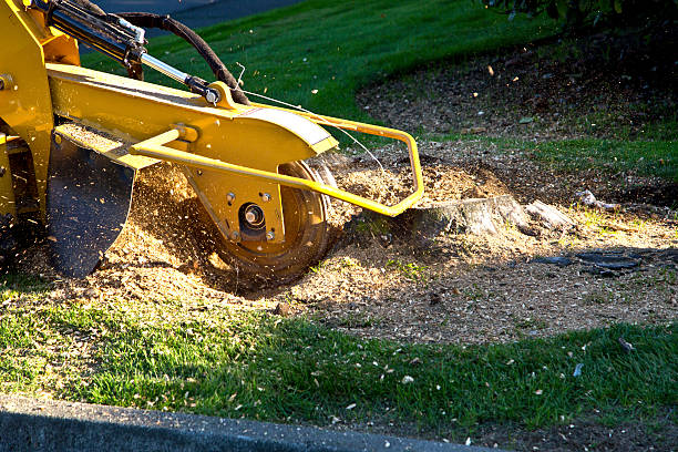 Best Organic Lawn Care Solutions  in Catlettsburg, KY