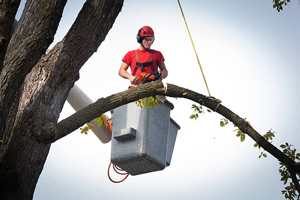 Best Tree Disease Treatment  in Catlettsburg, KY
