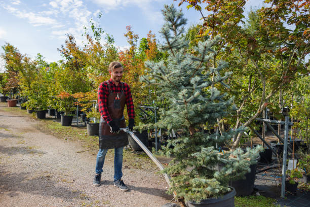 Best Tree Trimming and Pruning  in Catlettsburg, KY