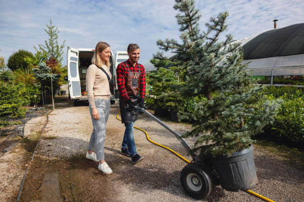 Best Tree Cabling and Bracing  in Catlettsburg, KY