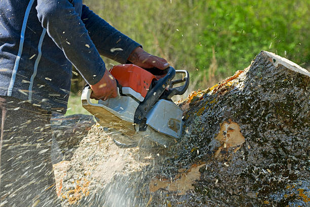 Best Hazardous Tree Removal  in Catlettsburg, KY