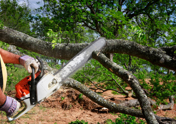 Best Tree Cabling and Bracing  in Catlettsburg, KY