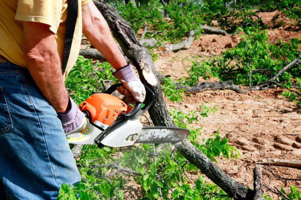 Best Storm Damage Tree Cleanup  in Catlettsburg, KY
